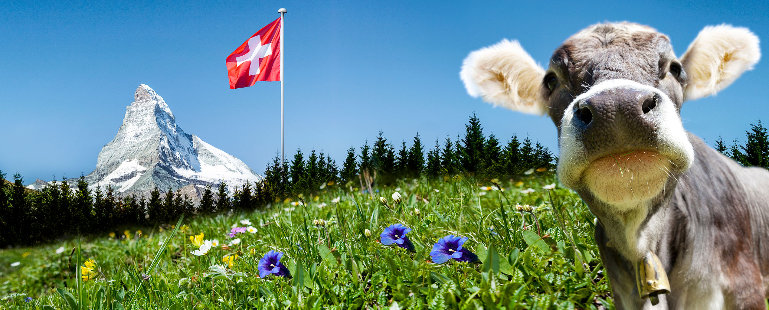 schweizer-fahne-kuh.jpeg